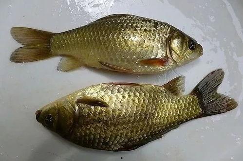 孙红雷吃鲫瓜好吗,探寻美食背后的故事与魅力