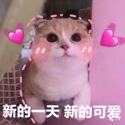 羊吃瓜头像,趣味横生的田园生活剪影