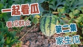 吃瓜人渴望买瓜,揭秘吃瓜人疯狂抢购瓜果的幕后故事