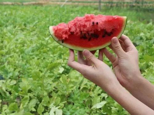 水中吃瓜,探寻夏日清凉美食之旅