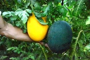 瞎吃瓜后果,揭秘网络谣言的真相与影响