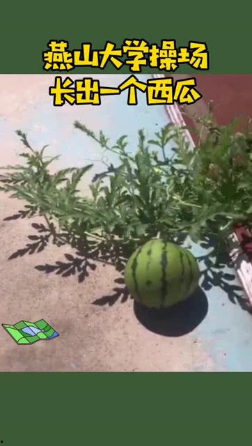 大学操场吃瓜事件,一场校园舆论的风波与反思