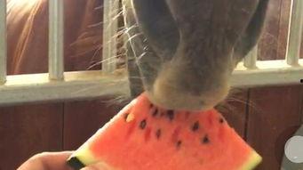 吃瓜的某马,一场网络热点的狂欢与反思