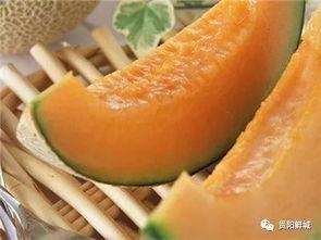 哈密瓜节哪里有瓜吃,瓜香四溢，尽享甜蜜盛宴