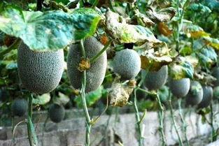 吃瓜炸裂黄色,揭秘黄色现象背后的真相