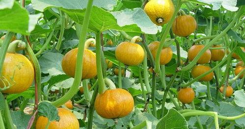 怀孕可以吃王瓜吗,王瓜在孕期食用安全解析