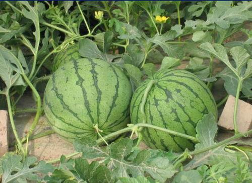 南阳红星吃瓜事件,一场网络热议背后的真相揭秘