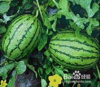 吃瓜群众福建的,吃瓜群众的美食之旅