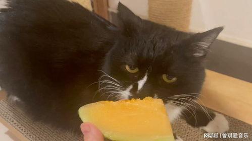 无毛猫吃哈密瓜视频,萌宠美食瞬间