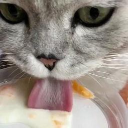 无毛猫吃哈密瓜视频,萌宠美食瞬间