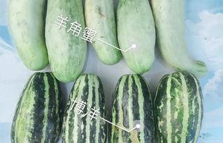 温县网红吃瓜,瓜香四溢引网友热议