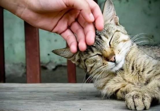 猫吃角瓜吗,揭秘猫对角瓜的喜爱之谜